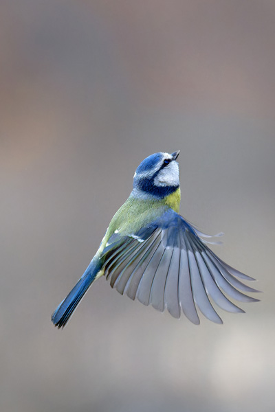 galin_06_mesange_bleue