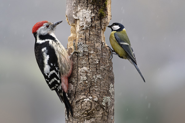 galin_10_pic_mar___mesange_charbonnierev2