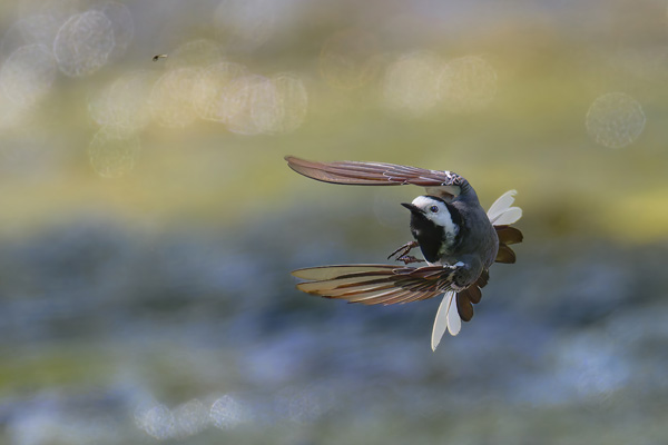 galin_12_bergeronnette_grise