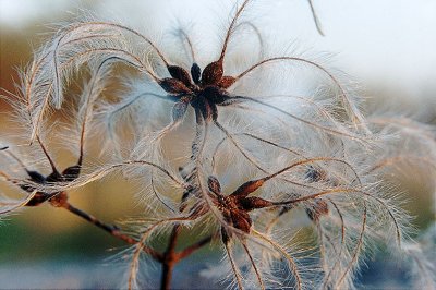 clematite