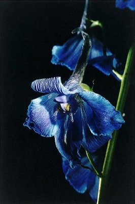 delphinium