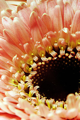 gerbera_orange