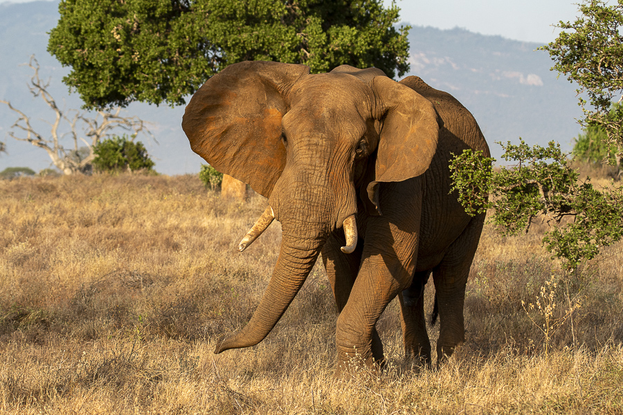 terres_animales_(5)
