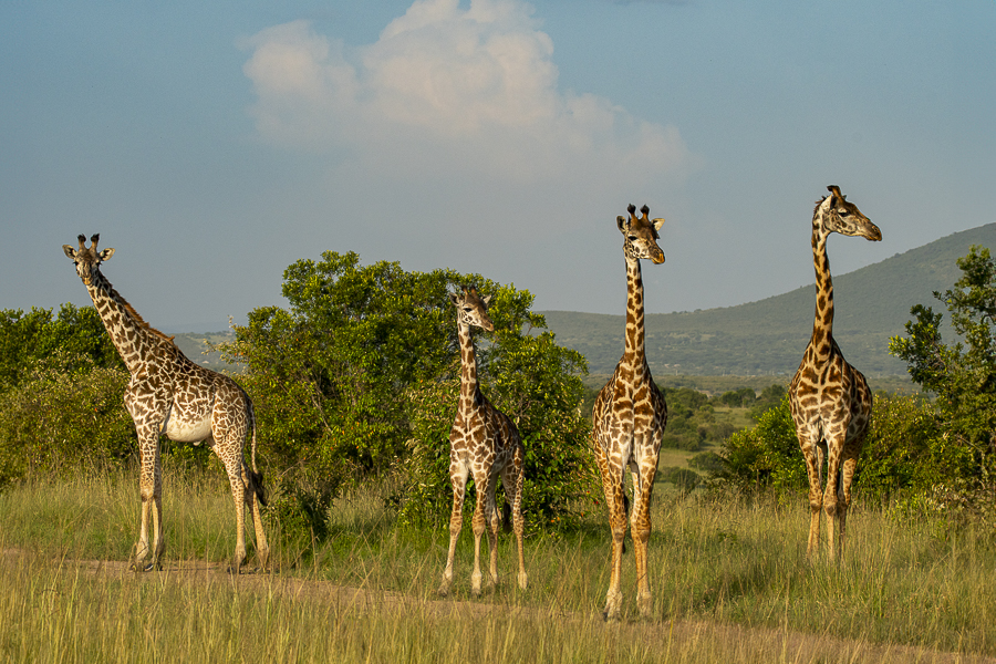 terres_animales_(8)