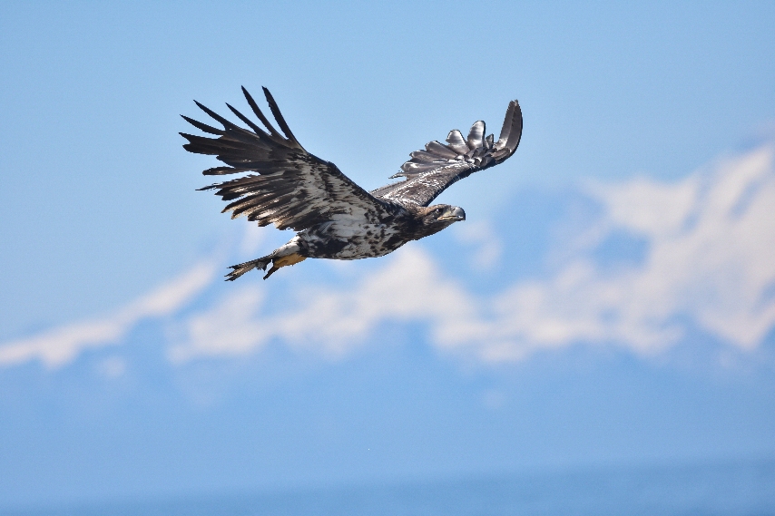 aigle_de_steller