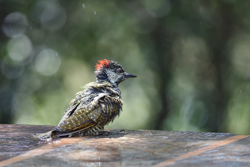 pic_cardinal