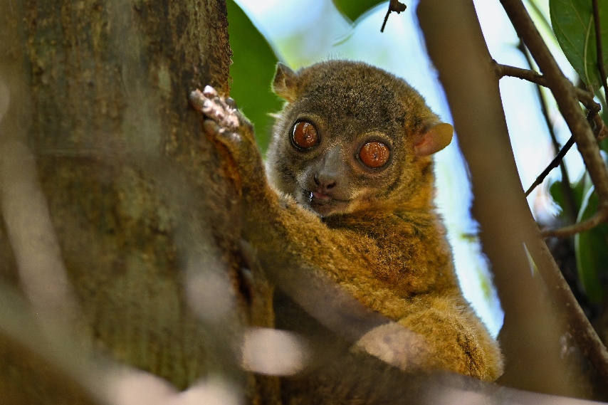 l__pil__mur