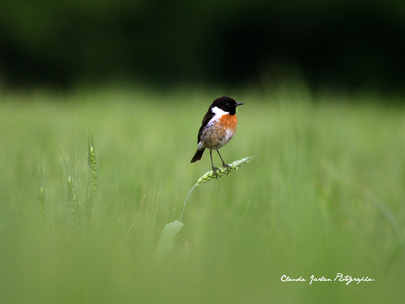 mai_019_copie