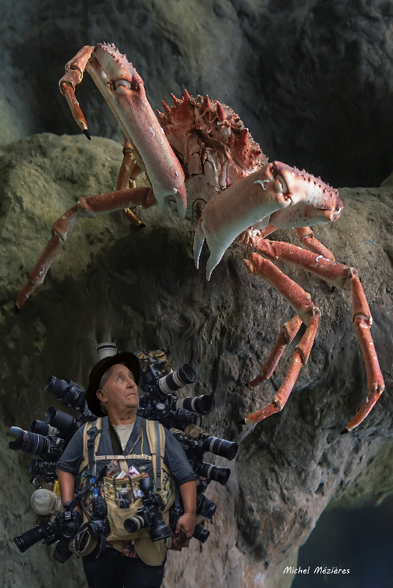 07-crabe_royal