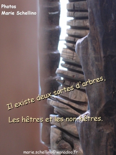 carte_pr__sentation_les_arbres_02