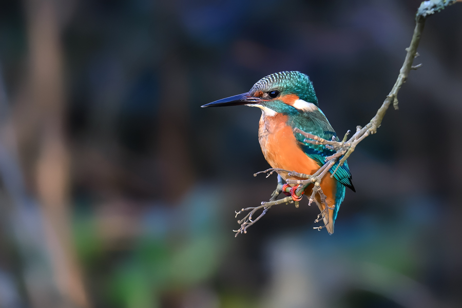 20250101-dsc_8755-2-modifier