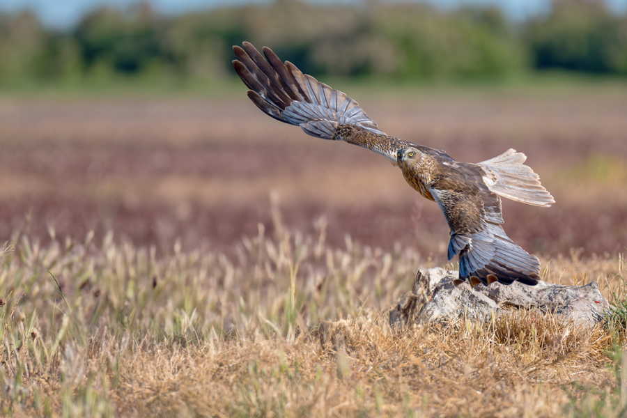 _dsc1294-avec_accentuation-bruit-modifier