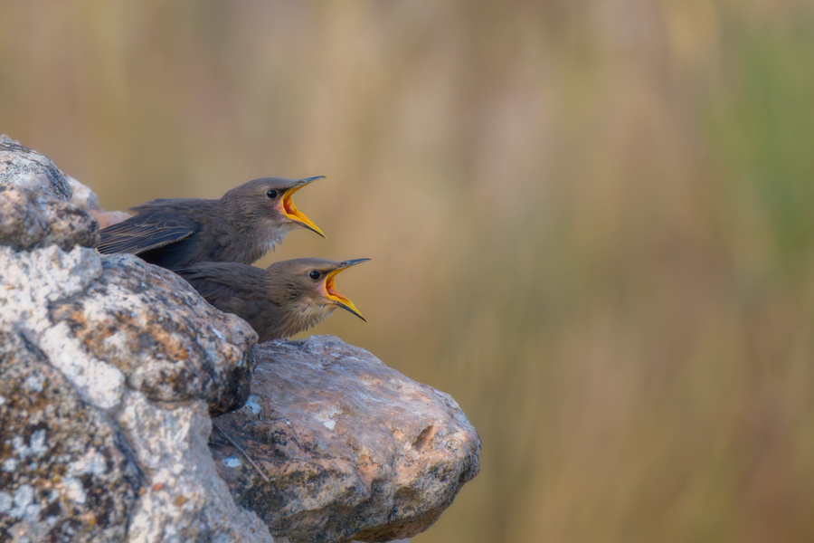 _dsc3350-avec_accentuation-bruit-modifier