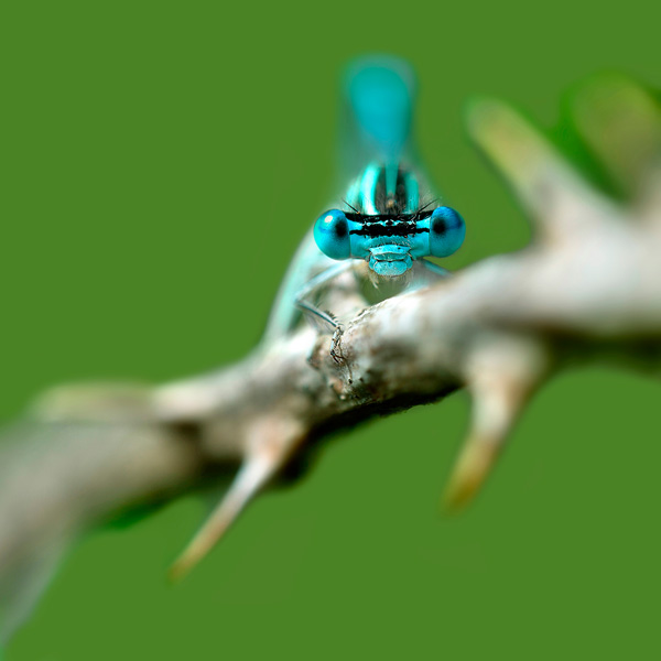 agrion