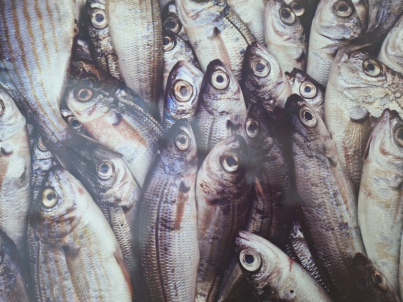 poisson
