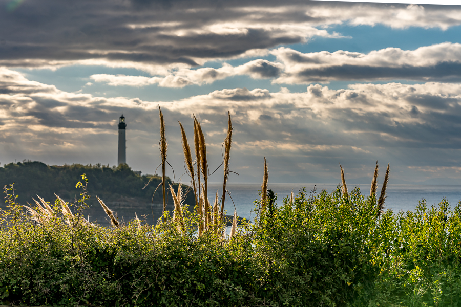 herbes_folles-6