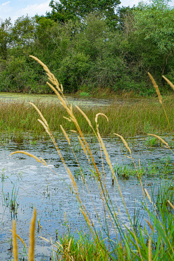 herbes_folles-9