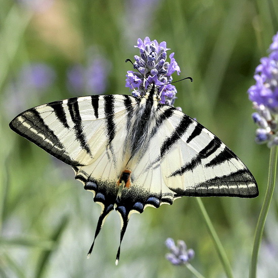 iphiclides
