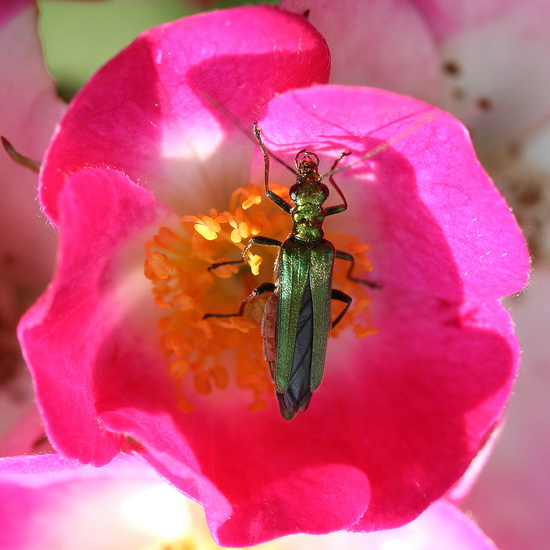 oedemera1