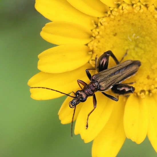 oedemera2