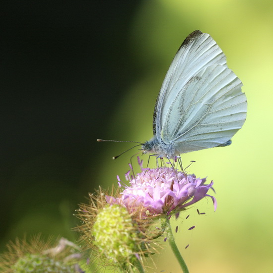 pieris