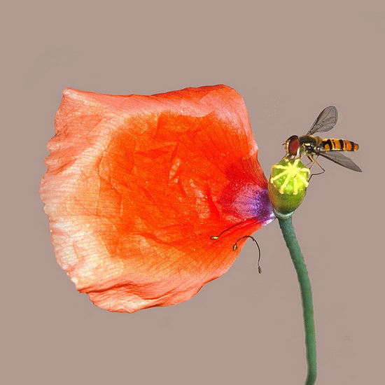 syrphe1