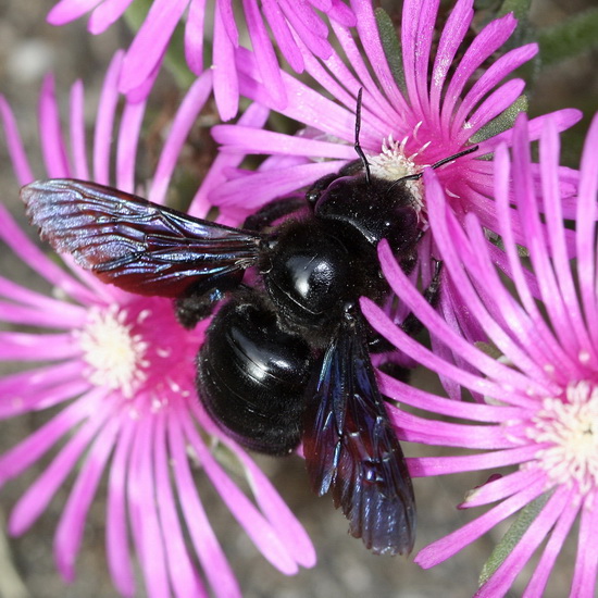 xylocopa
