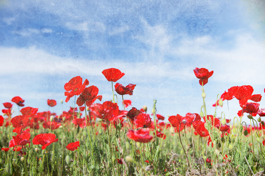 laresilienceducoquelicot_08