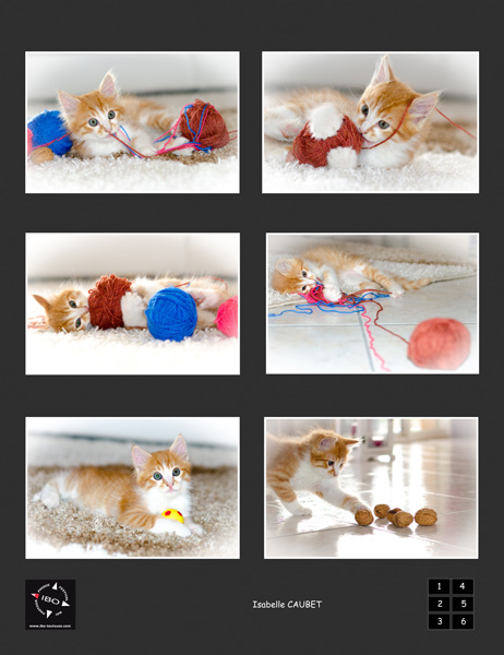 planche_05_chat