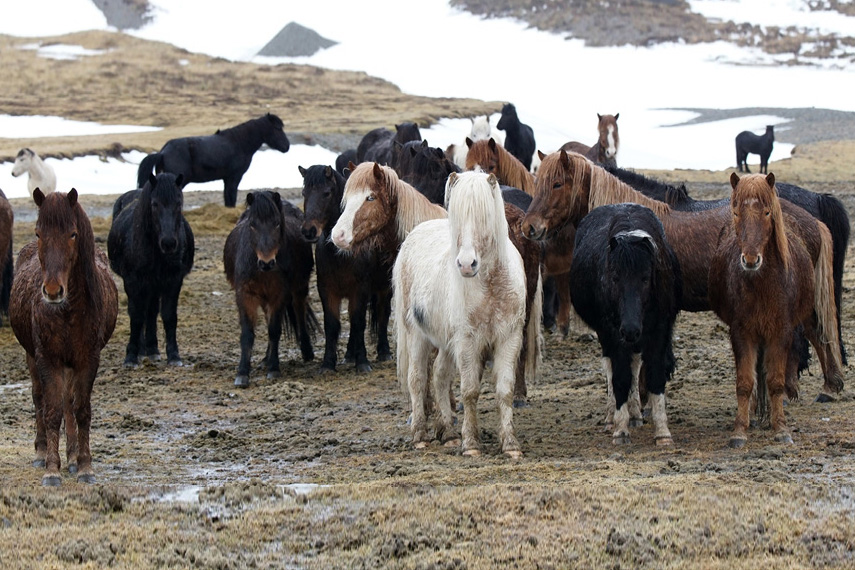 berruyer_islande_dsc01076_redim