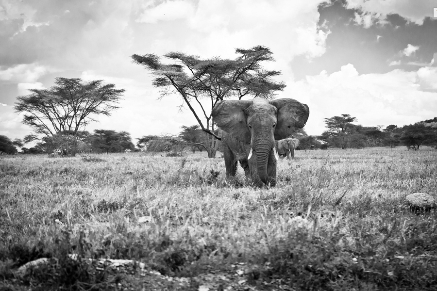 afrique3