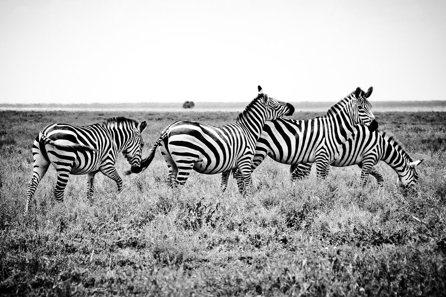 afrique4